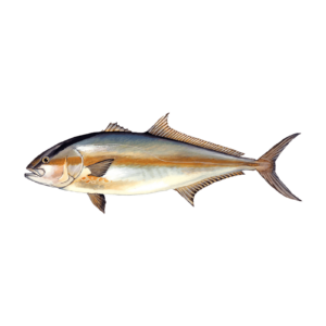 amberjack