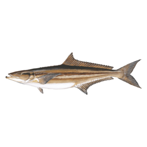 cobia