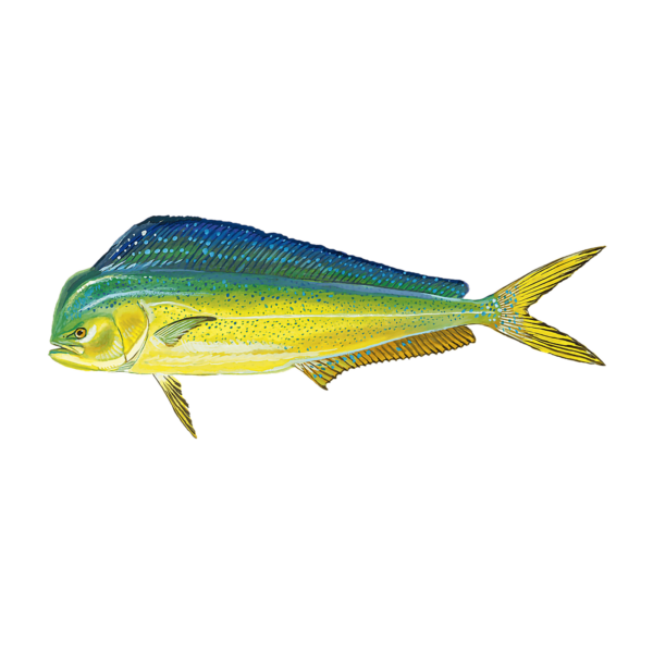 mahi mahi