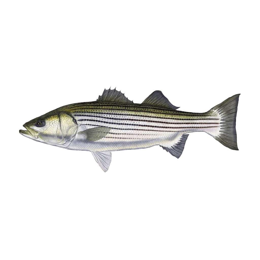 striped-bass-virginia-beach-seafood