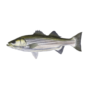 striped bass fish