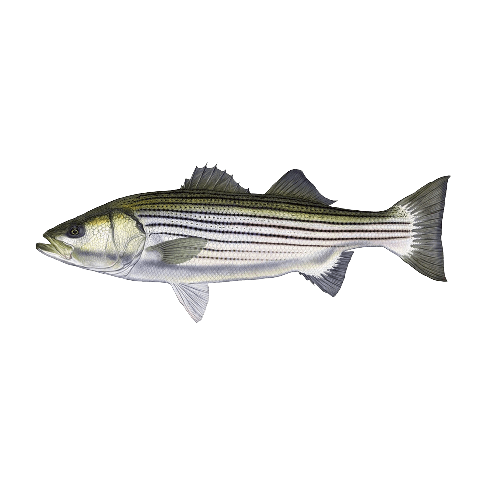 Striped Bass – Virginia Beach Seafood