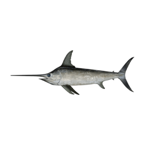 swordfish