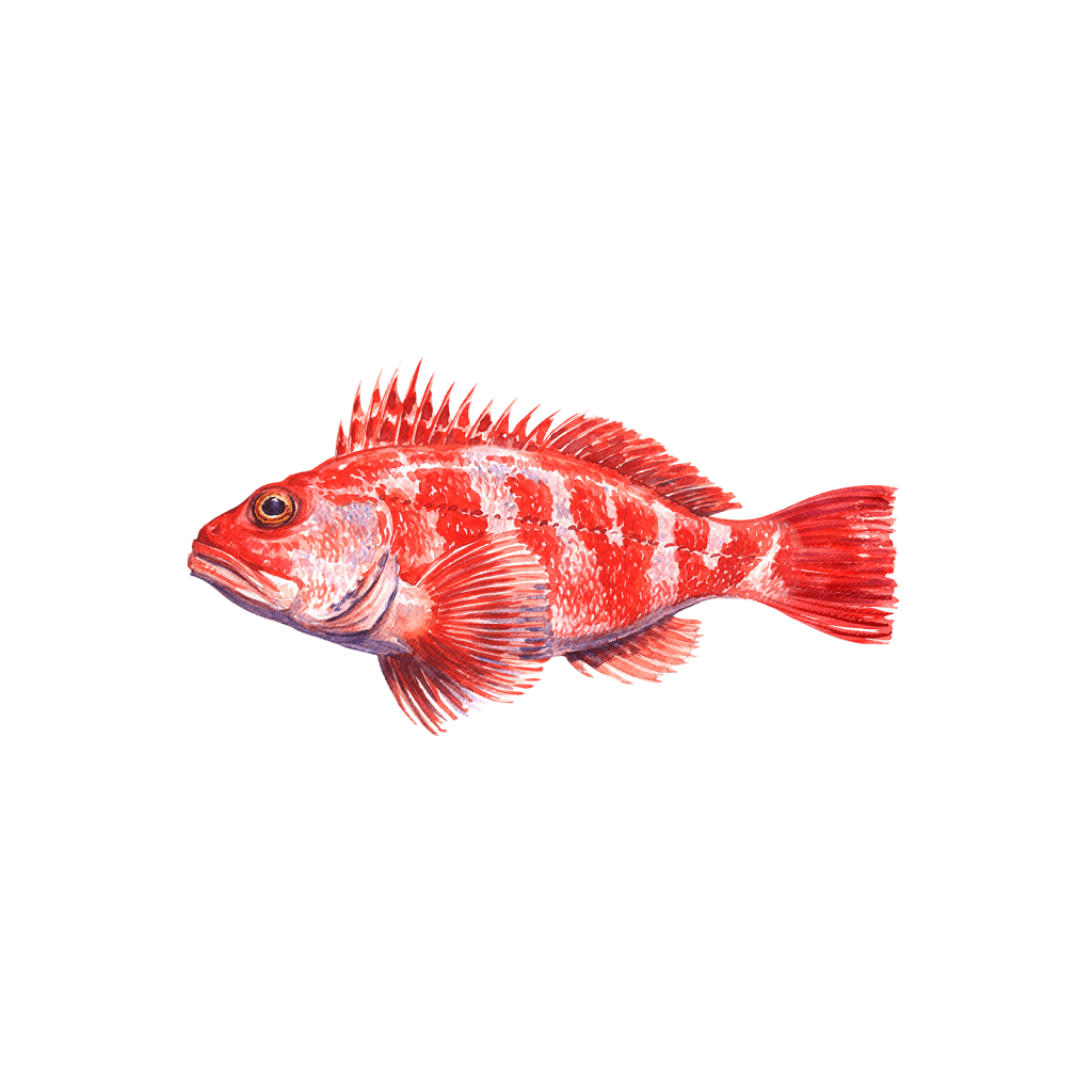 Black Belly Rose Fish Virginia Beach Seafood