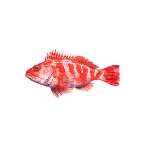 black belly rose fish