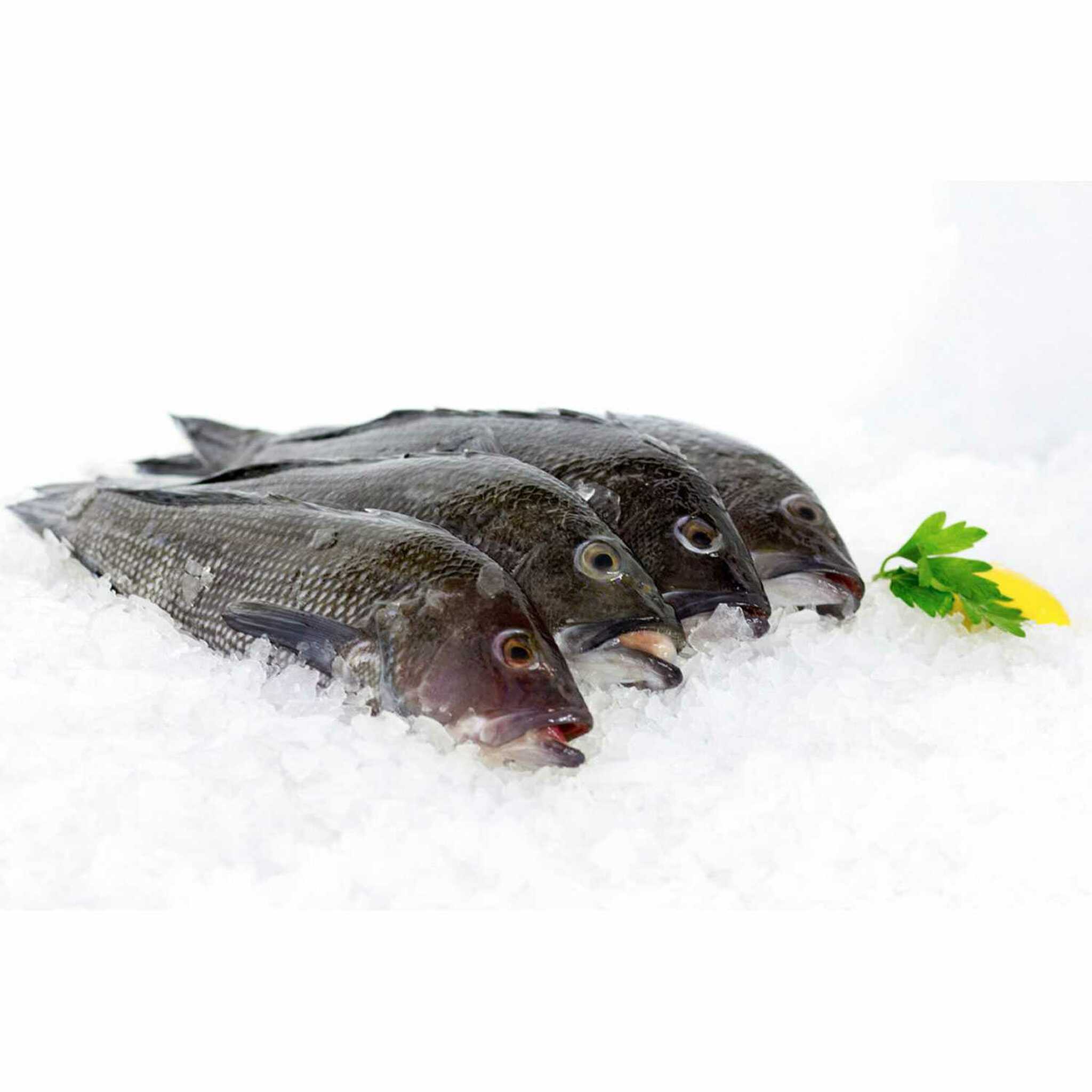 black-seabass_virginia-beach-seafood-b3