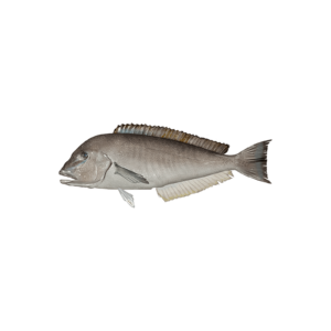 blueline tile fish