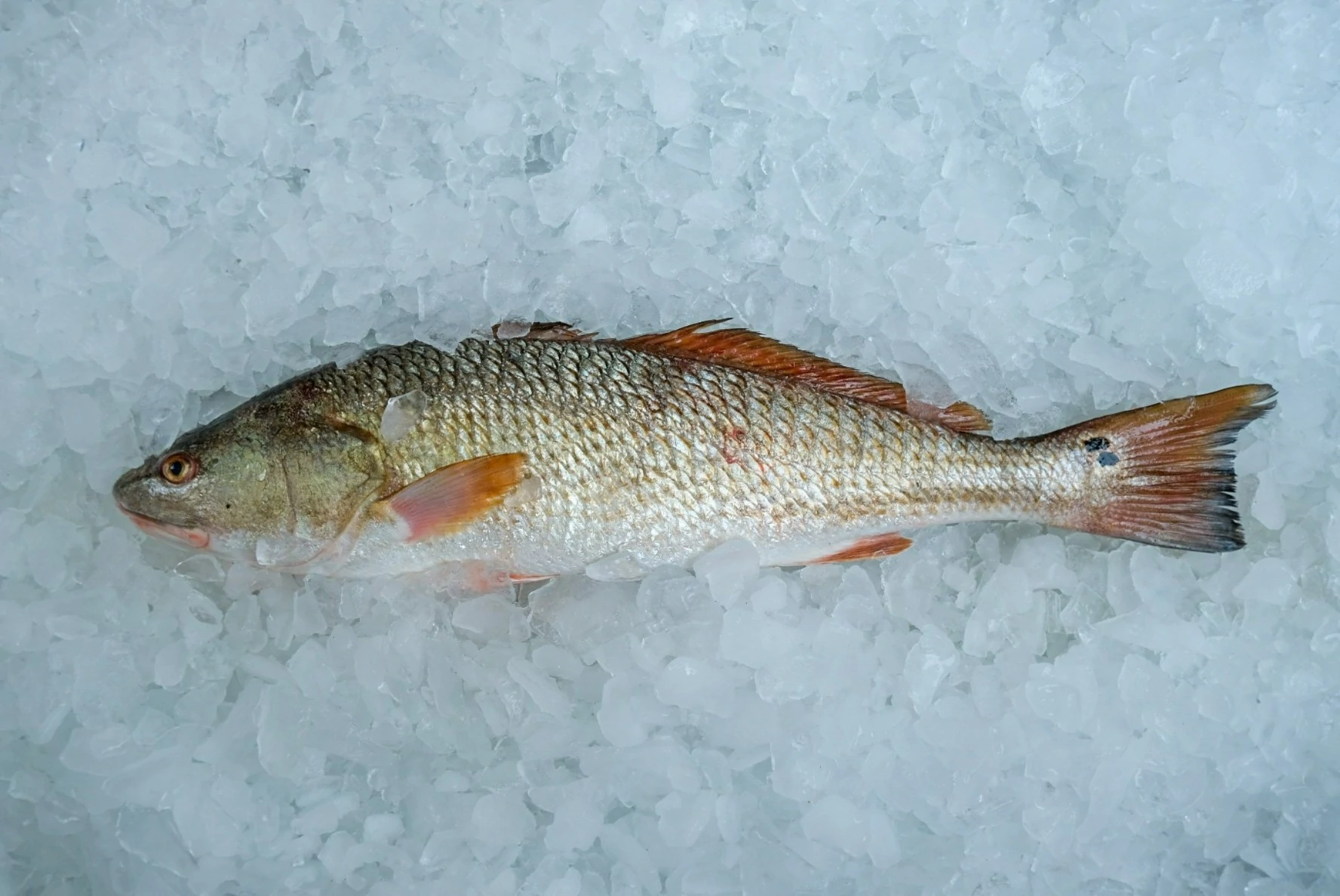 https://vbseafood.com/wp-content/uploads/2022/05/red-drum-fish_virginia-beach-seafood-b2.webp