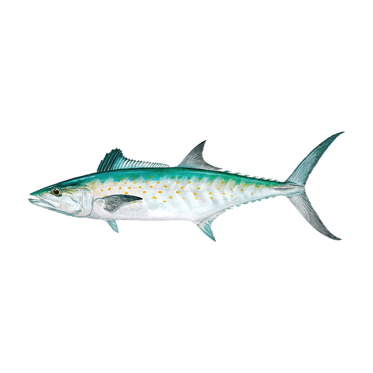 Spanish Mackerel Virginia Beach Seafood