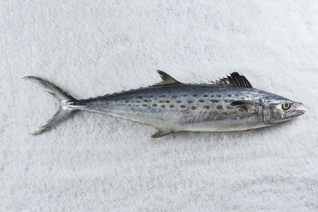 Spanish Mackerel Virginia Beach Seafood