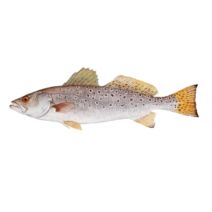 spotted sea trout vbseafood