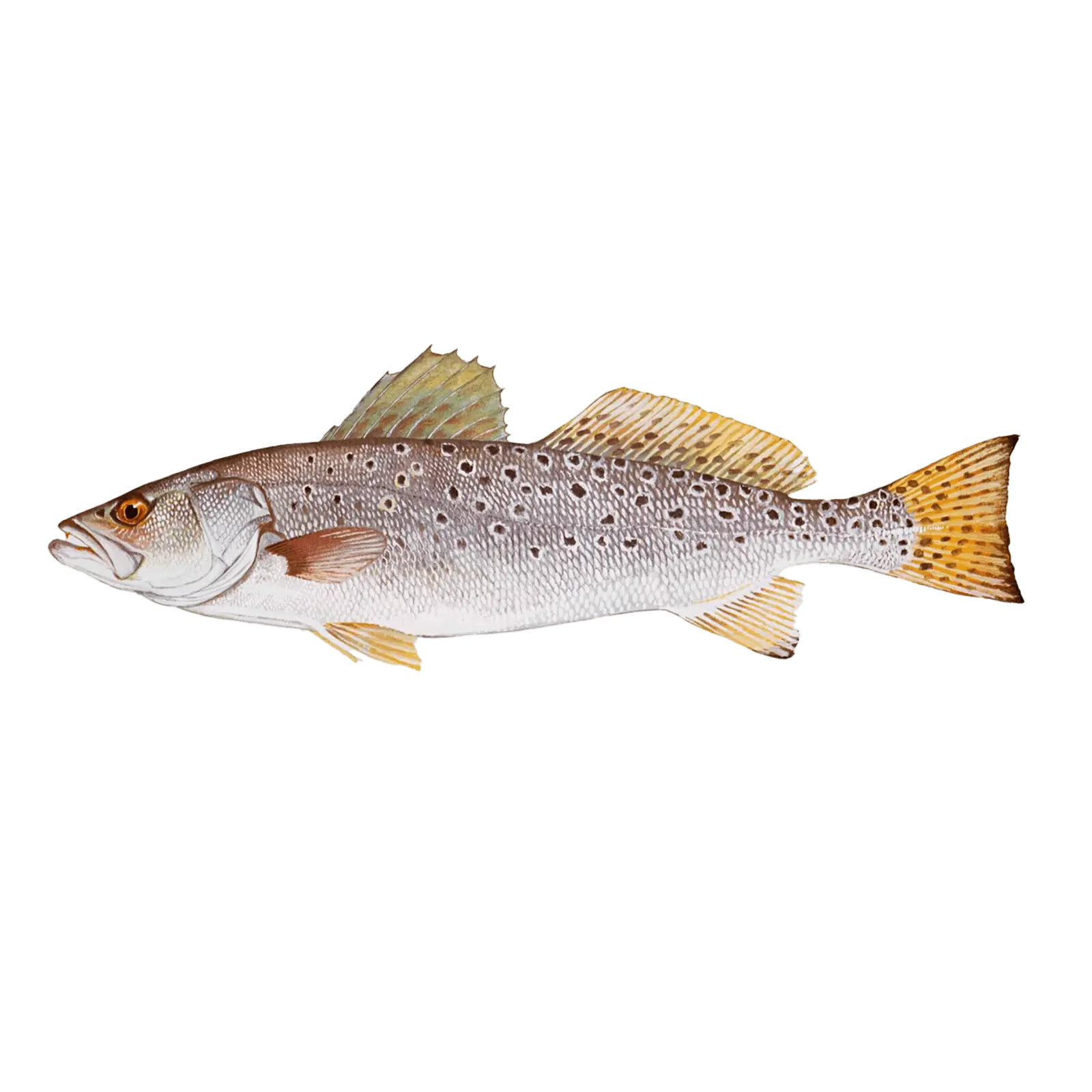 spotted sea trout vbseafood